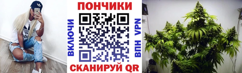 закладка  Павлово  Шишки марихуана тримм 